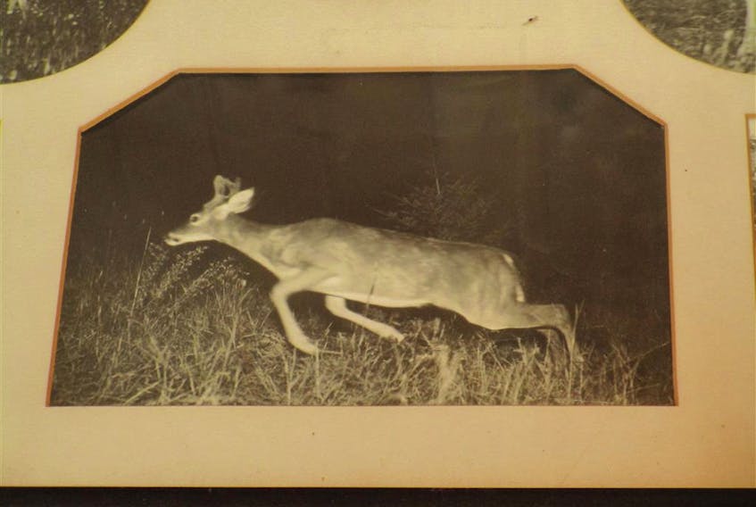 Some of the original pictures taken in Shelburne County, N.S.,  that helped inspire animation of deer in the Disney movie Bambi.