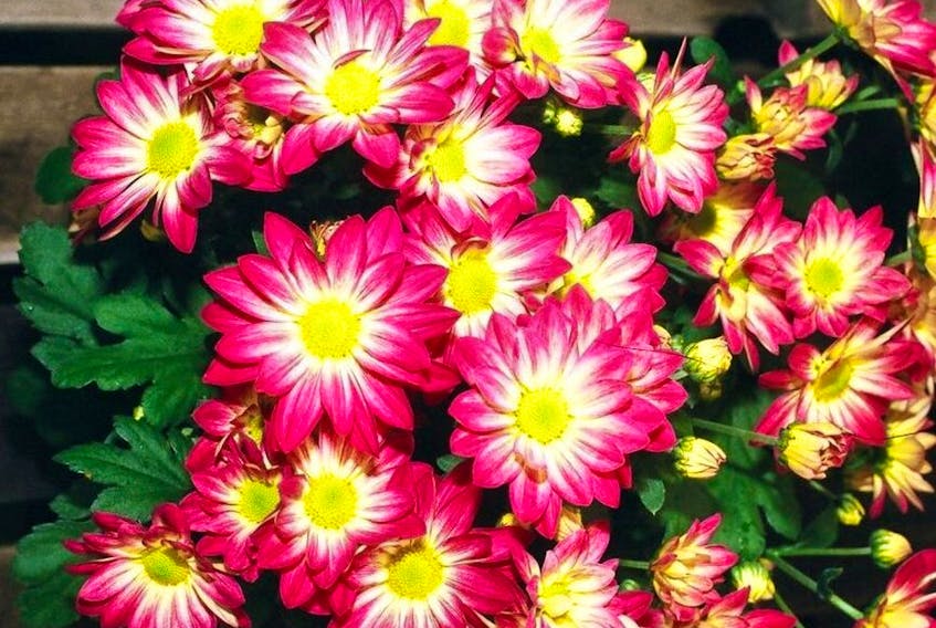Potted chrysanthemums require the combination of bright light, high humidity, and cool temperatures.