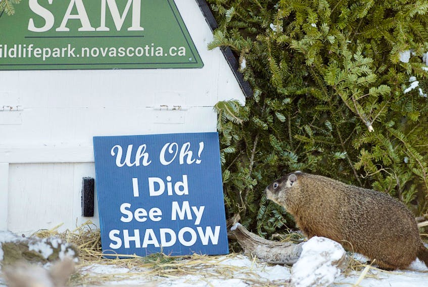 Shubenacadie Sam’s big day at the wildlife park was cancelled due to bad weather. Shown in a file photo, Sam did come out Sunday morning to predict six more weeks of winter.