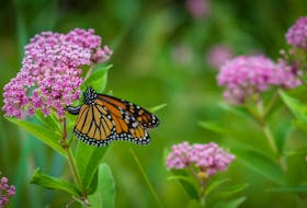 There are some easy steps you can make to make your garden butterfly-friendly.