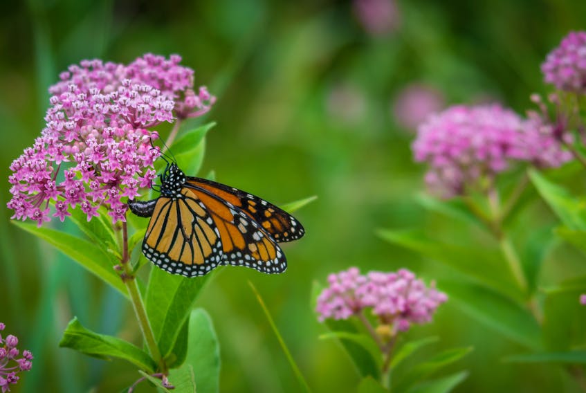 There are some easy steps you can make to make your garden butterfly-friendly.