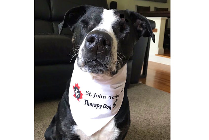 Sheena recently became a graduate of the St. John Ambulance therapy dog program.