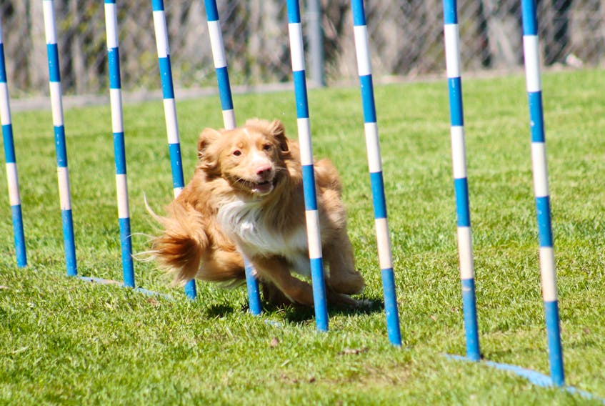 Rick Whiting’s dog, Royce, weaves through the agility course. The Cole Harbour, N.S. resident never planned to have his dogs compete in agility, but found he loves training with his duck tollers. -Ashley McGuiness