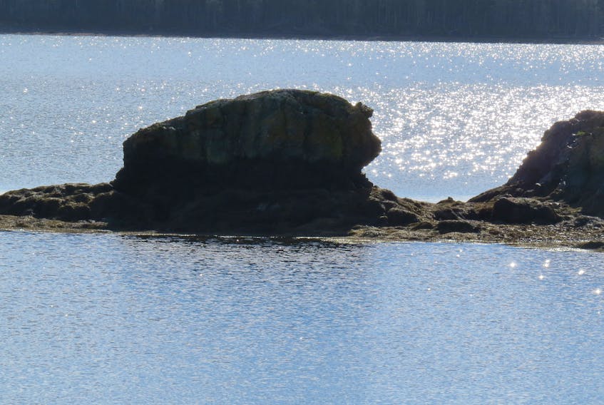 Ben Owen writes, “A couple of years ago, I took a photo of what I thought looked very much like a pig- or boar-shaped island near Arichat on Isle Madame. I always wondered if there was a story about it in the local lore. Maybe one of your Cape Breton readers could shed some light on it for me?” 

Email weathermail@weatherbyday.ca if you have insight into this island!