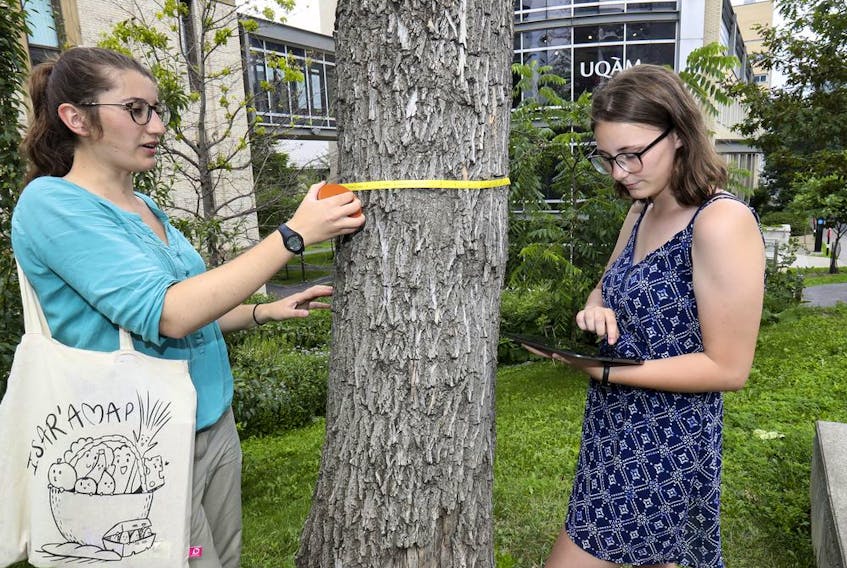 Diane Robach, left, and Kaila Langille are among those counting and measuring trees as part of a UQAM-led program.