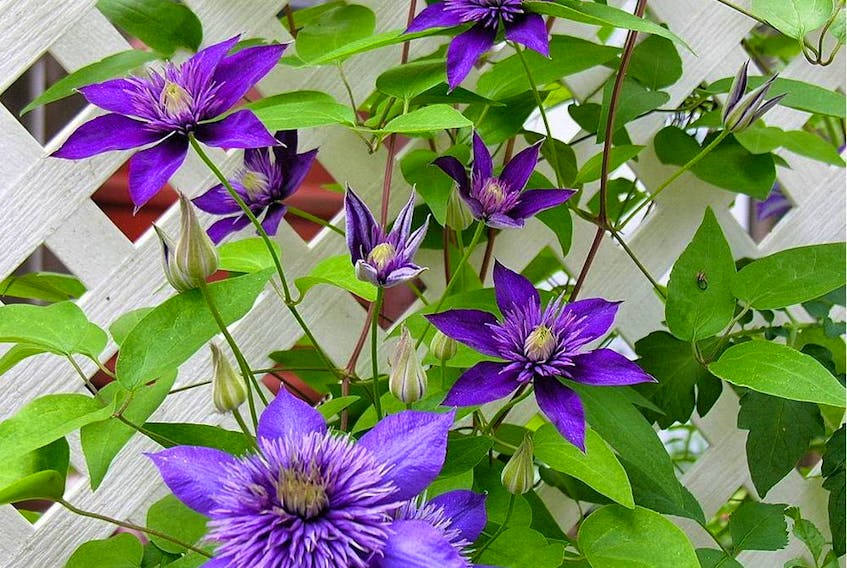 A clematis vine provides colour and privacy, but nutrient or weather issues can cause yellowing.