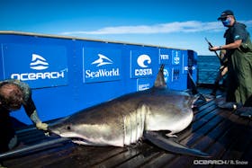 U.S.-based research group Ocearch caught and tagged this 4-metre, 635-kg great white shark off Scaterie Island on Saturday, Sept. 12, 2020. The non-profit has named the shark Breton.