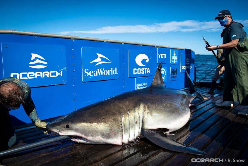 U.S.-based research group Ocearch caught and tagged this 4-metre, 635-kg great white shark off Scaterie Island on Saturday, Sept. 12, 2020. The non-profit has named the shark Breton.