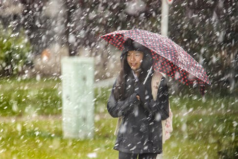 Enduring the September snow — with more to fall — along 85 St SW in Calgary, AB., on Friday September 27, 2019. Mike Drew/Postmedia