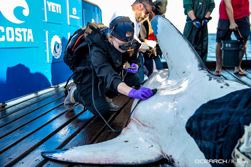 Bluenose is one of the latest white sharks tagged by Ocearch this fall near Ironbound Island on Nova Scotia's south shore. - Robert Snow / Ocearch