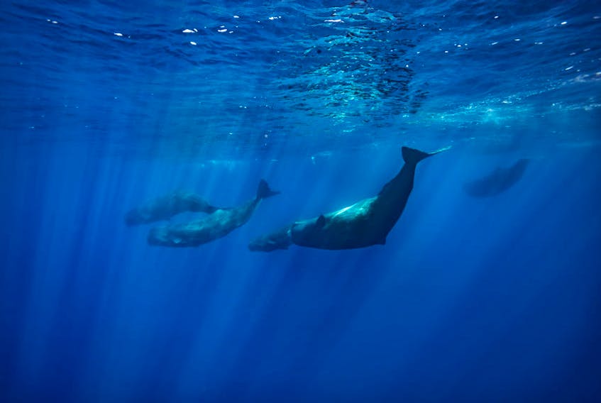 A group of sperm whales underwater, Azores islands, Atlantic ocean