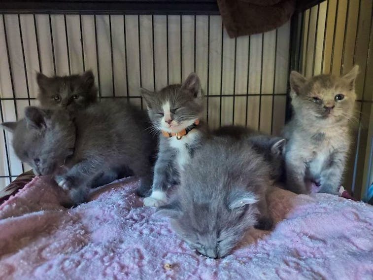 These six kittens were abandoned in a box on the Freetown Road in July. Photo from Keeping Cats Homes Facebook page.