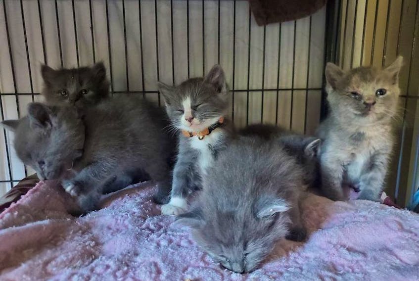 These six kittens were abandoned in a box on the Freetown Road in July. Photo from Keeping Cats Homes Facebook page.