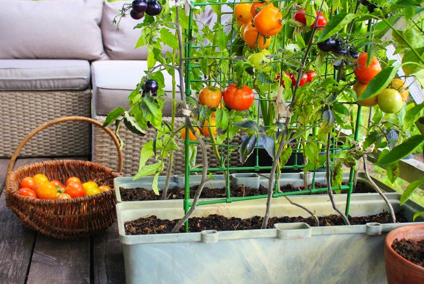 Gardening in containers is a good way to take full advantage of the sunny spots.