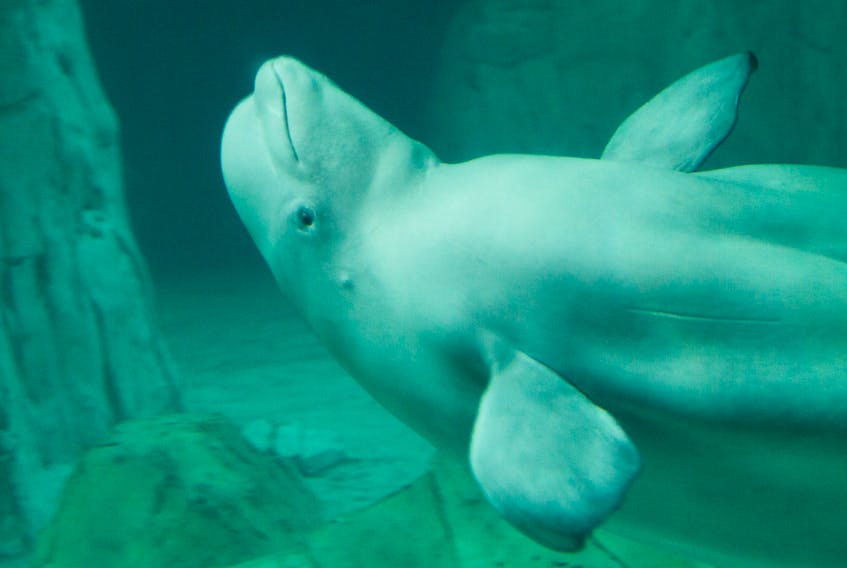 While a proposed whale sanctuary in Nova Scotia is narrowing its focus in terms of sites, it's shifting focus in terms of the whales that could be housed. Originally orcas were thought to be coming here, but now it could be belugas.