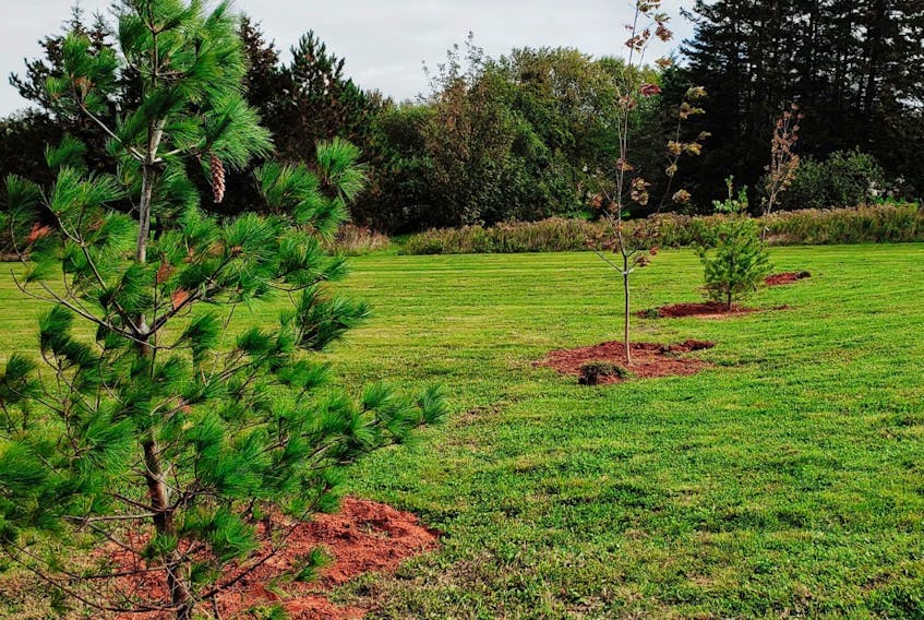 The Town of Stratford recently announced a residential tree-planting pilot program, which will provide up to 50 property owners with a coniferous or deciduous tree to have planted in their front yard. The goal of the program is to enhance the town's urban forest. - Town of Stratford/Facebook photo