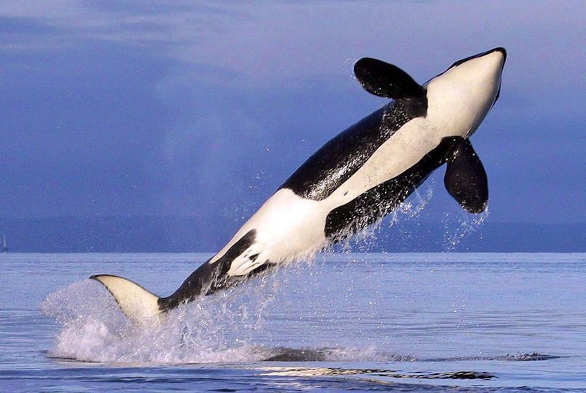 A southern resident killer whale breaches in Puget Sound. 