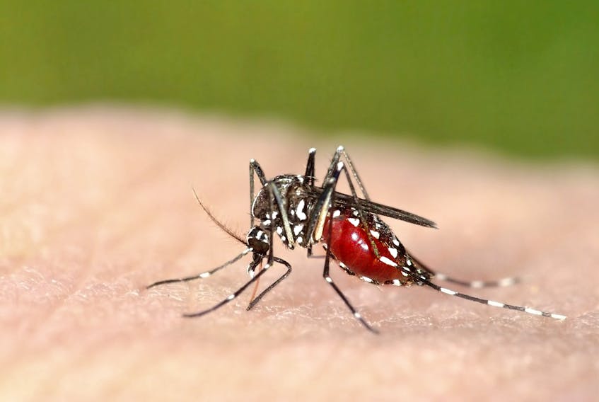 Mosquitoes are one of the deadliest creatures because they are carriers for many lethal viruses. - 123RF Stock Photo