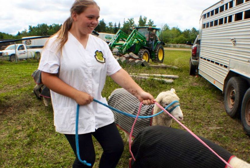 Krista Dulenty handles her sheep at the Chignecto 4-H Achievement Day, held on Saturday in conjunction with the Port Elgin Exhibition. Some members of the Chignecto 4-H club will also travel to St. Mary's this weekend to take part in the Kent County Exhibition. JOAN LEBLANC PHOTO