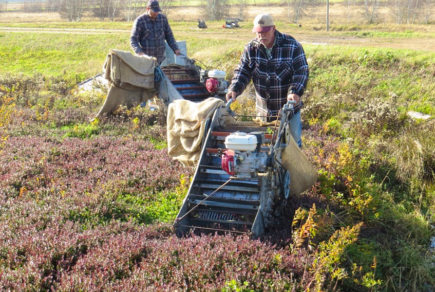 Above, Coastal Cranberries manager Mel Goodland, foreground, and son Matthew harvest their bountiful crop.