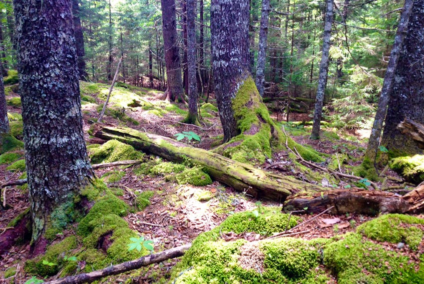 A partnership between The Nature Conservancy of Canada and the Village of Riverside-Albert has purchased and conserved 132 hectares (326 acres) of old Acadian forest in southeastern New Brunswick.