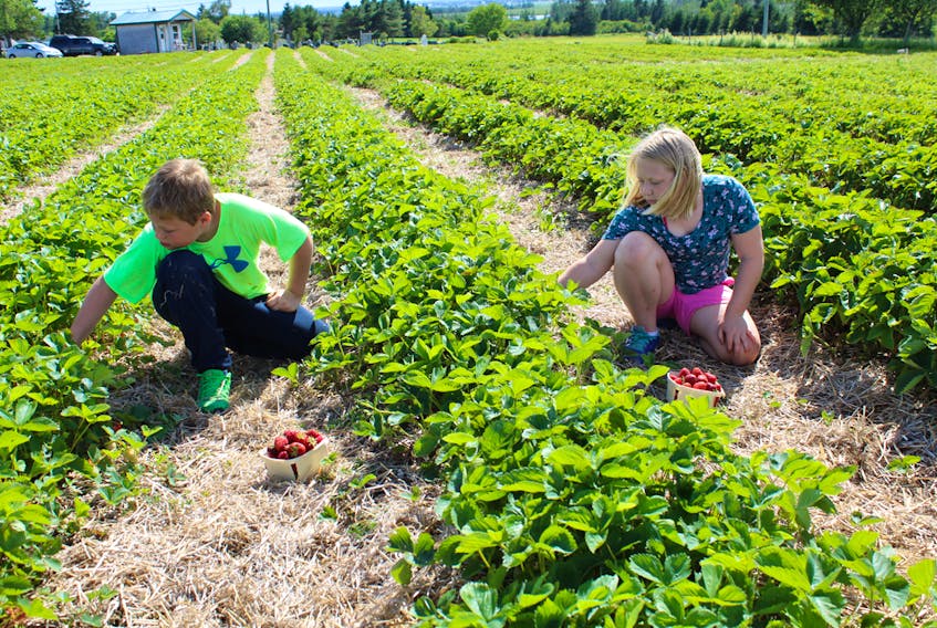 Titus and Charlie Hicks pick some of the ripe and juicy strawberries at their family’s u-pick operation on Goose Lake Road in Midgic. The season is starting late this year due to severe spring frosts.