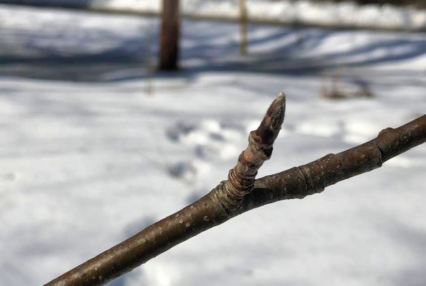 It is early, but Lalia Kerr came across this swollen bud on an ash tree in her yard in Three Mile Plains, N.S.  Grandma says it's a sign of what's to come for the summer!