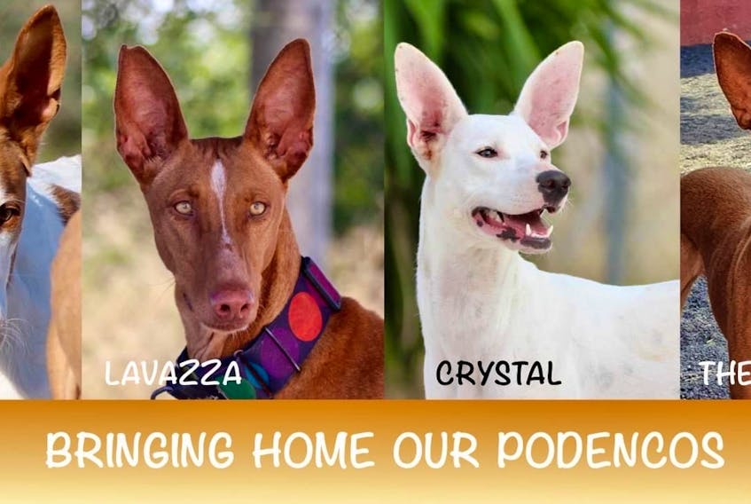 The need to find homes for Podencos and Galgos (greyhounds) remains large, especially during the pandemic.
