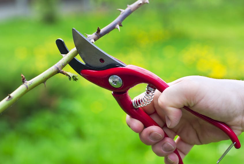 There will be a free workshop on pruning trees and shrubs on Saturday, May 18 at the Sir Andrew Macphail Homestead in Orwell.