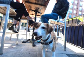 Claire, a 20-month-old mixed breed dog tries to make sure the photographer keeps his distance from her people while they dine at Durty Nellys Tuesday afternoon. The province is allowing dogs on restaurant patios under new rules.