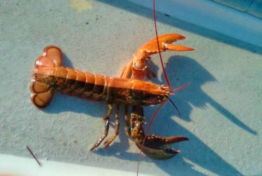 Malpeque lobster fisherman Chris Wall sent us this photo of a two-toned lobster found in his catch in the middle of June.