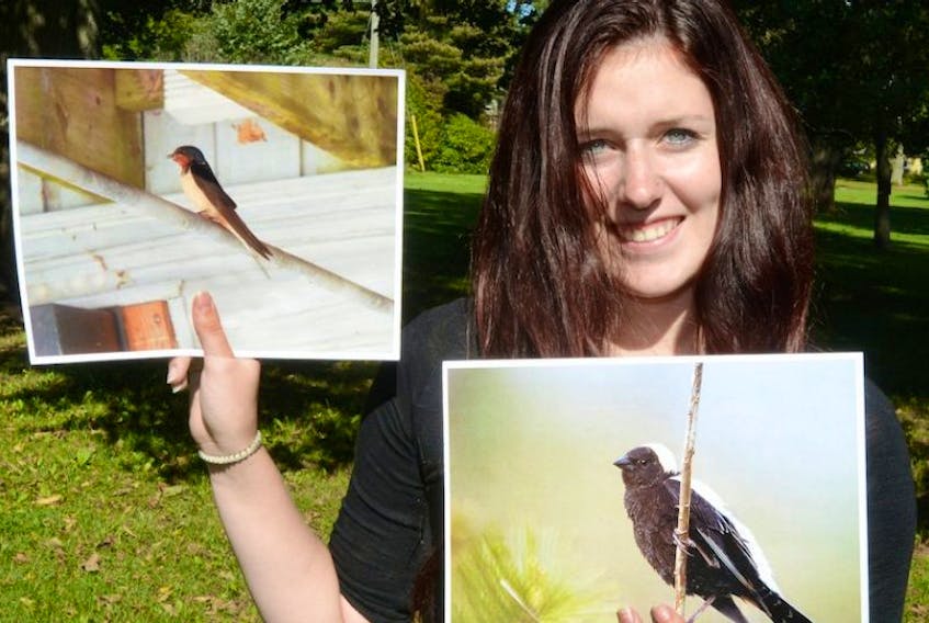 Shaylyn Wallace, a student from Holland College’s Wildlife Conservation Technology Program, co-ordinated an Island Nature Trust project this year to ensure barn swallows and bobolinks have breeding locations.