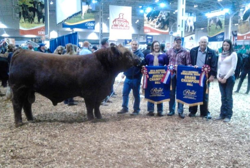MFS Junior 3A was named grand champion Simmental bull at the Royal Winter Fair in Toronto for Spud Island Farms. From left: Randy Sanderson, Tricia Sanderson, Dereck Sanderson, John Sanderson and Jennie Mutch, who, along with her husband, Stephen Mutch, was the breeder of the bull.