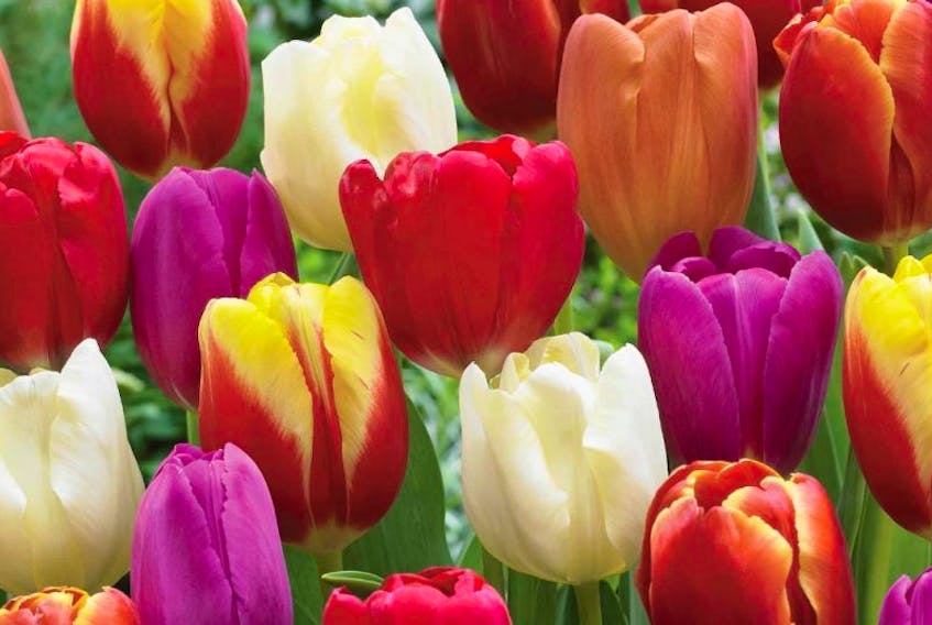 <p>In its 2014 fall catalogue, Vesey’s Seeds sold multicolour fall tulip bulbs, called Over the Rainbow Blend, which saw 10 per cent of the profits go to the Nature Conservancy of Canada. This helped generate funds that will go towards two land conservation projects.&nbsp;</p>