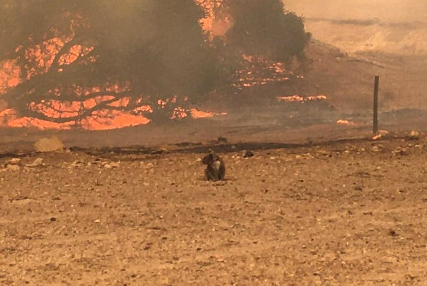 A koala stands in the field with bushfire burning in the background, in Kangaroo Island, Australia January 9, 2020 in this still image obtained from social media. PAUL STANTON - PAUL'S PLACE WILDLIFE SANCTUARY/via REUTERS