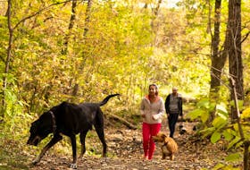 Walkers take their dogs through forest trails covered in fall leaves.