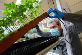 Atlantic Cultivation founder and chief operating officer Chris Crosbie checks for roots developing on cannabis plants grown from recent cuttings of larger ones.