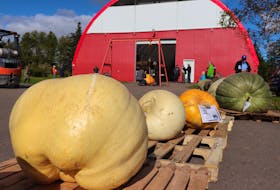 Field pumpkins and giant squash, two of three categories along with giant pumpkins, sit in a line in front of the weighing station at the 28th annual giant pumpkin weigh-off in York, P.E.I.