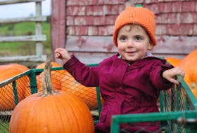Dartmouth’s Ellis Piccott, 2, was picking out pumpkins with family members at the Dill Family Farm in Windsor on Oct. 2. Ellis also picked up a pumpkin hat during the day. 