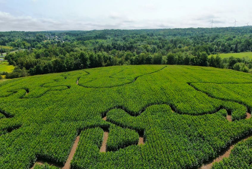 The Windsor Corn Maze was started as a collaborative effort between Linked Farms in Falmouth and Sarsfield Farms in Canning, with the goal of creating a new attraction for the community. 
Contributed photo. 
