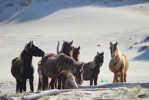 There are about 500 free-roaming horses on Sable Island, about 300 kilometres southeast of Halifax. PETER ZIOBROWSKI