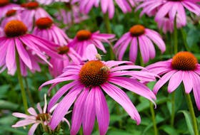 A purple coneflower (echinacea) is indestructible in hot, dry, windy locations.   