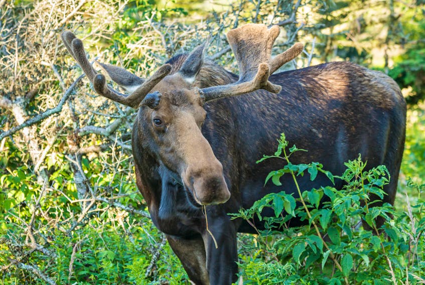 A moose munches on a blade of grass off the Skyline Trail in the Cape Breton Highlands in this stock image. CONTRIBUTED
