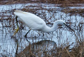 A rare little egret from Europe makes itself at home hunting for sticklebacks in a Kelligrews estuary.