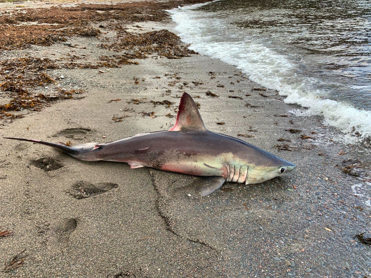 Watch: Man guides stranded shark back to ocean 