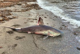 Jason Whiffen of Sydney spotted a fin on the shoreline in Petit Etang while on the job delivering product to local stores in the Cape Breton Highlands on Tuesday. Photos of the shark have been sent to Fisheries and Oceans Canada to confirm the species of the shark. CONTRIBUTED • JASON WHIFFEN