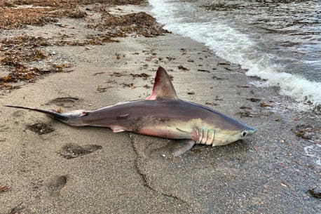 Cape Breton man finds dead shark washed up on beach near Chéticamp