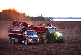 As the 2021 potato harvest comes to an end, the P.E.I. Potato Board says farmers are set to have a higher-than-average yield. Greg Donald, general manager of the potato board, told SaltWire Network that good weather and the overall lack of rain have created a good harvesting season. He said the fall harvest is ahead of schedule and this year’s crops are a good size, which is beneficial for both processed and fresh market potatoes. Here, farm equipment harvests potatoes at dusk near Orwell Corner.