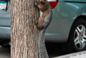 Since the pandemic, critters are moving into urban areas they never ventured near before. You don’t want them making their nest in your vehicle. Skyler Sawyer photo/Unsplash