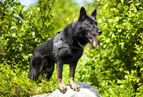 Retired RNC police dog Edge died on Thursday, Oct. 21, after battling cancer. 